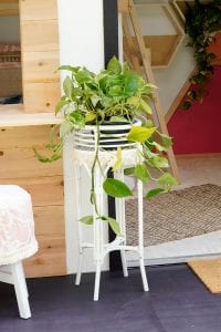 Shed detail: Potted plant next to doorway.