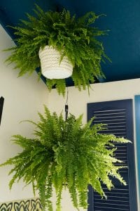 Shed detail: Two hanging plants.